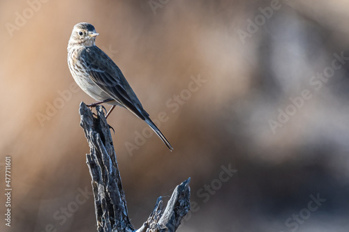 Finch near marshy wetlands
