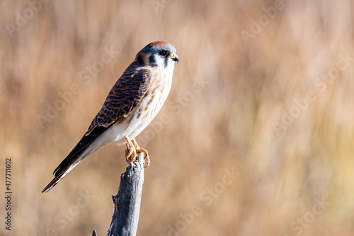 Kestrel oversees a marsh area in its hunt for food.