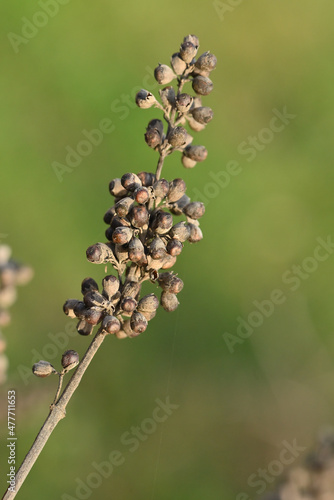 macro de graines de gattilier photo