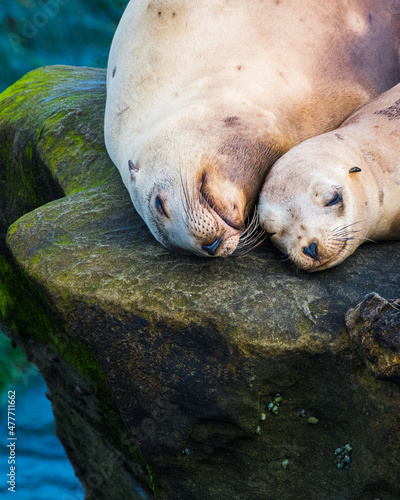 Mother and pup sea lions enjoy a nap.