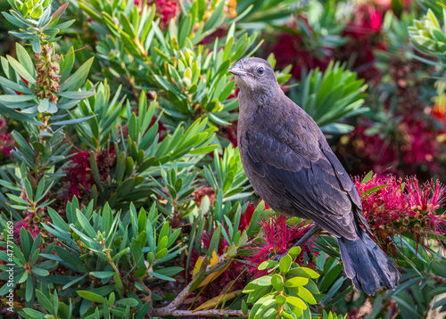 A female Brewer's Blackbird (Euphagus cyanocephalus) searches for food in the bottlebrush.