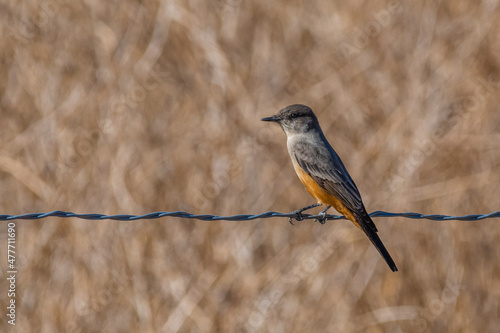 Say's Phoebe (Sayornis phoebe) 