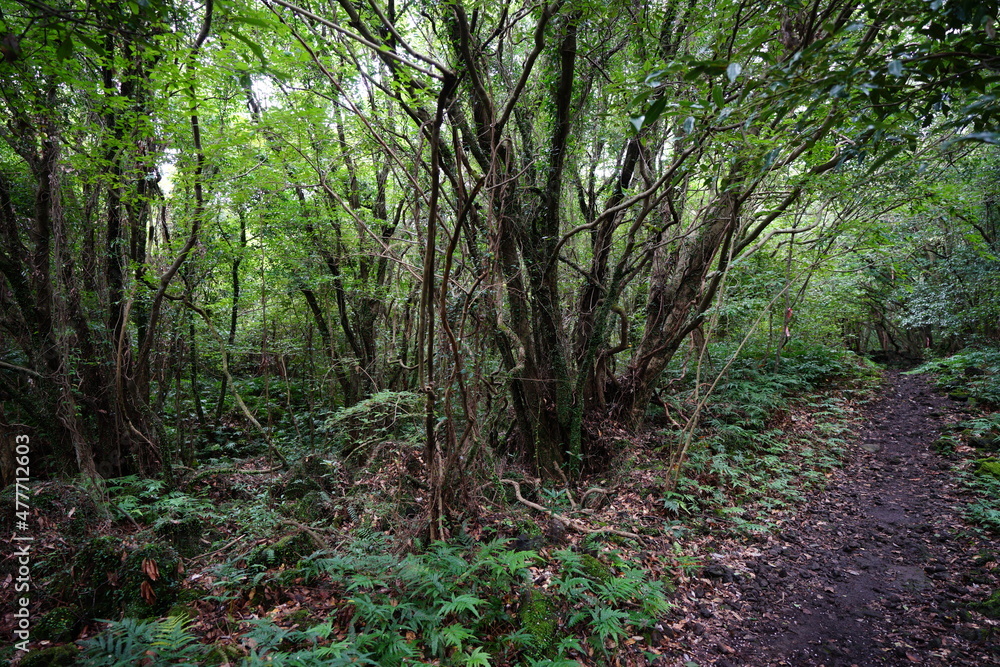 Fototapeta premium a dense primeval forest in summer