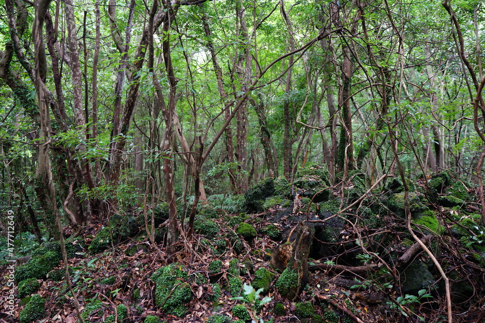 Obraz premium mossy rooks and trees in the deep forest