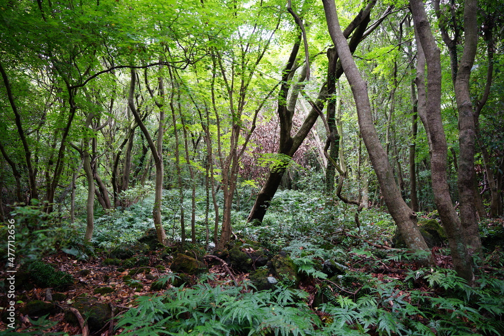 Obraz premium a dense primeval forest in summer