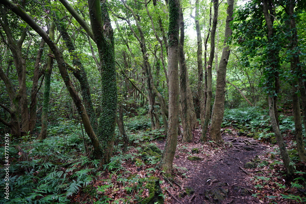 Fototapeta premium a dense green forest with a pathway