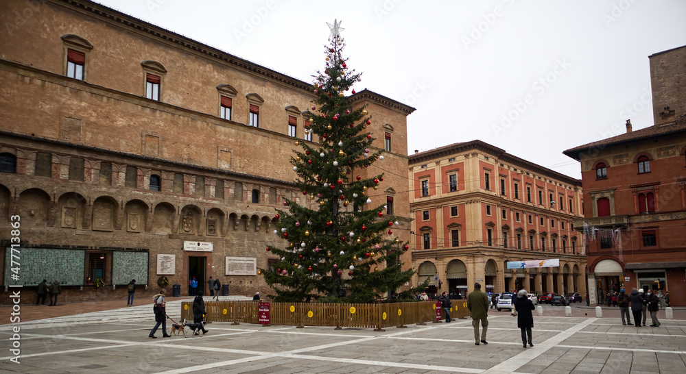 The big pine Christmas tree in Piazza Nettuno. Bologna, Italy