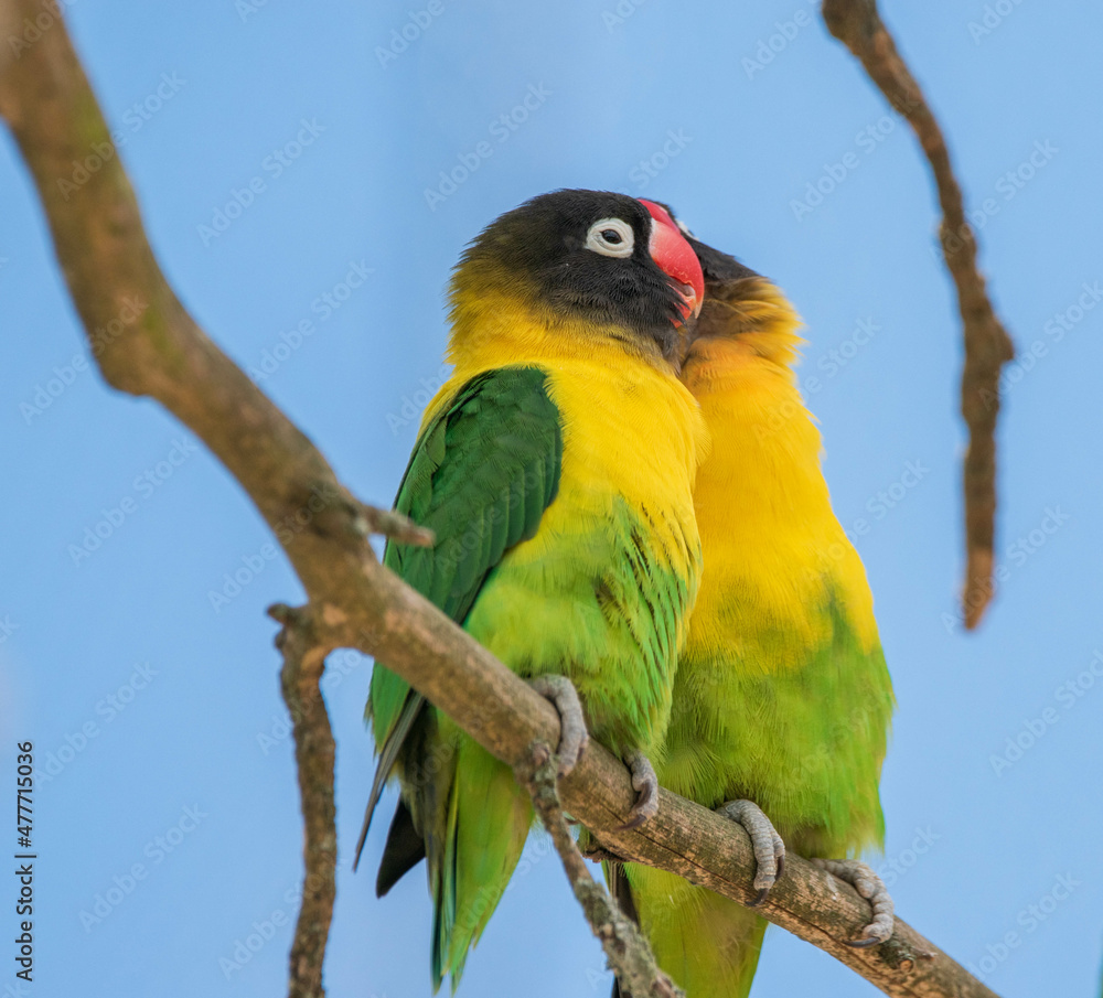 Naklejka premium lovebirds