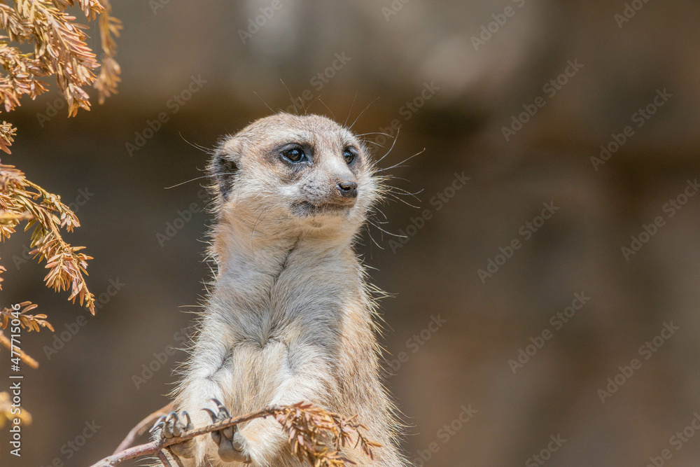 Fototapeta premium meerkat on guard