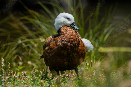 paradise shelduck