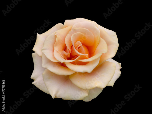 Yellow rose flower top view isolated on black background, clipping path included