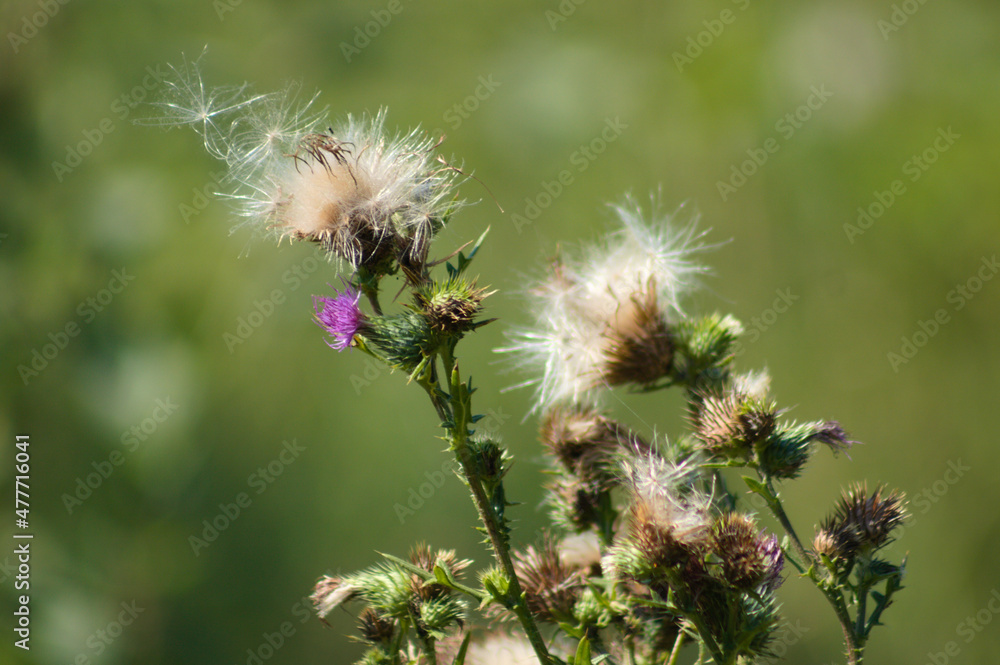 Creeping thistle seeds close-p view with green blurred background Creeping thistle seeds close-p view with green blurred background