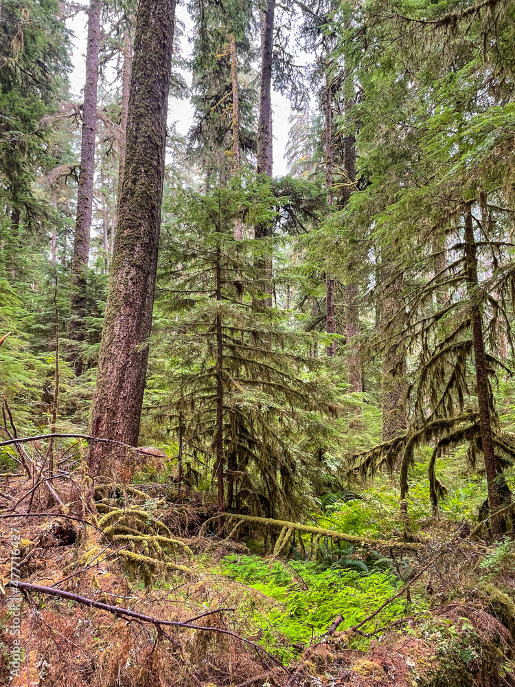 Obraz premium Sol Duc Falls