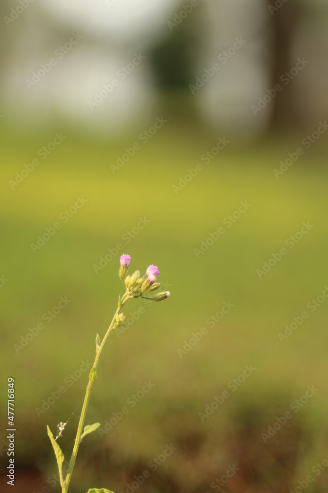 Nutgrass or nutedge or (Cyperus rotundus) grows in a yard. Nutgrass or nutedge or (Cyperus rotundus) grows in a yard.