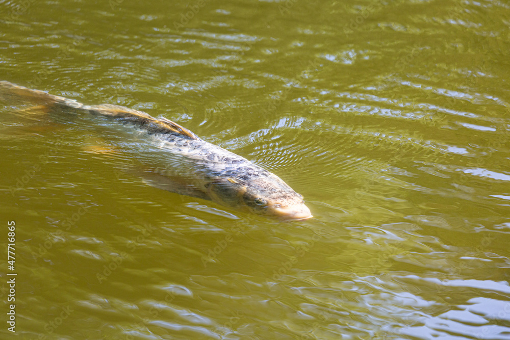 Fototapeta premium Fish swimming in a lake in park