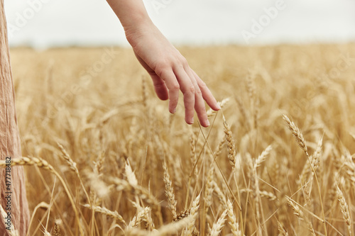 Image of spikelets in hands spikelets of wheat harvesting organic sunny day
