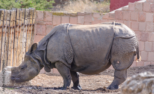 Java rhinoceros
