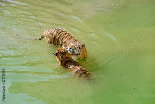Bengal tigers playing in a river