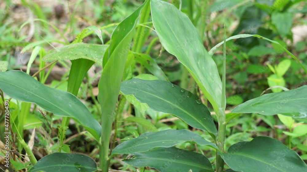 Bitter ginger leaves. Bitter ginger also called Zingiber zerumbet, awapuhi, shampoo ginger, lempuyang and pinecone ginger. Used as food flavoring and appetizers in various cuisines food Bitter ginger leaves. Bitter ginger also called Zingiber zerumbet, awapuhi, shampoo ginger, lempuyang and pinecone ginger. Used as food flavoring and appetizers in various cuisines food