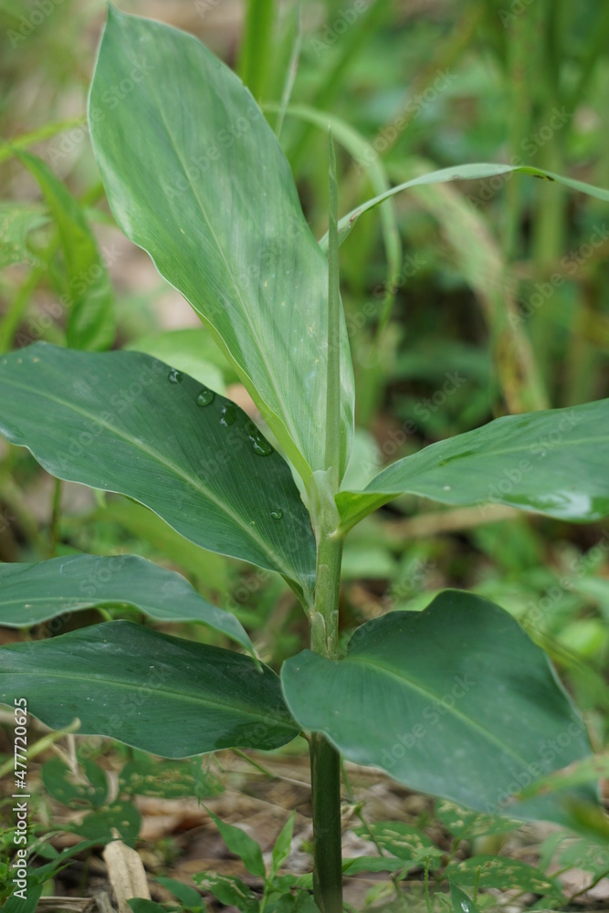 Bitter ginger leaves. Bitter ginger also called Zingiber zerumbet, awapuhi, shampoo ginger, lempuyang and pinecone ginger. Used as food flavoring and appetizers in various cuisines food Bitter ginger leaves. Bitter ginger also called Zingiber zerumbet, awapuhi, shampoo ginger, lempuyang and pinecone ginger. Used as food flavoring and appetizers in various cuisines food