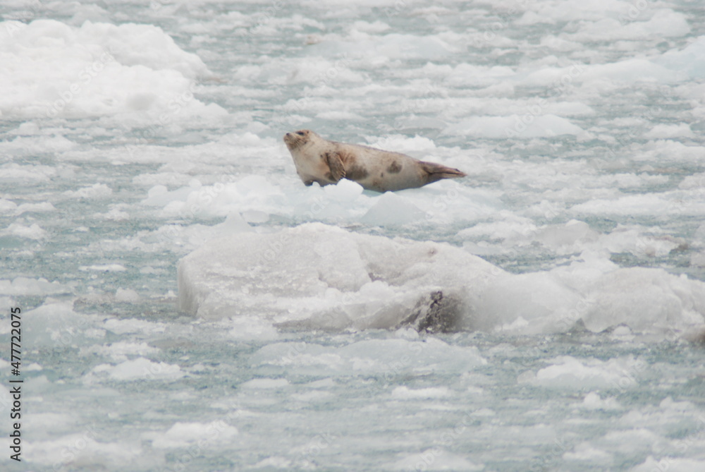 Fototapeta premium Alaska Pictures