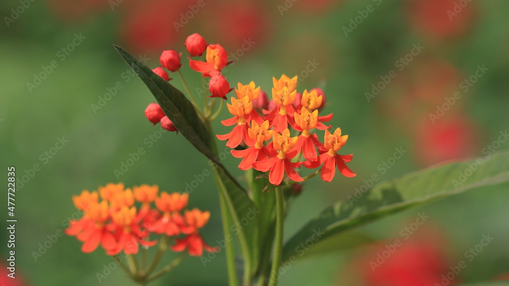 花 花