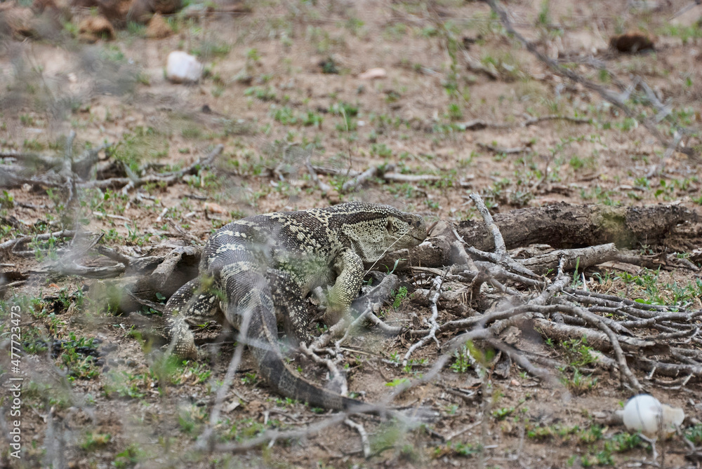 Monitor lizard, a large lizards in the genus Varanus, Africa Monitor lizard, a large lizards in the genus Varanus, Africa