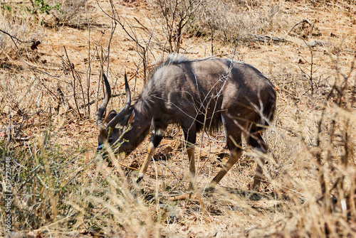 nyala, Tragelaphus angasii, is a spiral horned antelope native to southern Africa