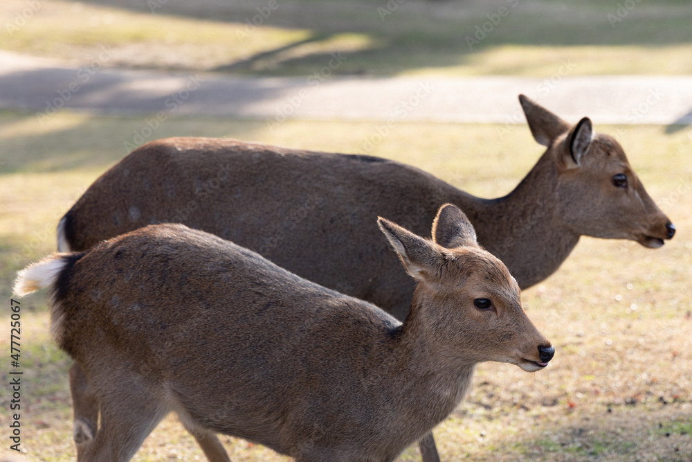 Fototapeta premium 奈良の鹿