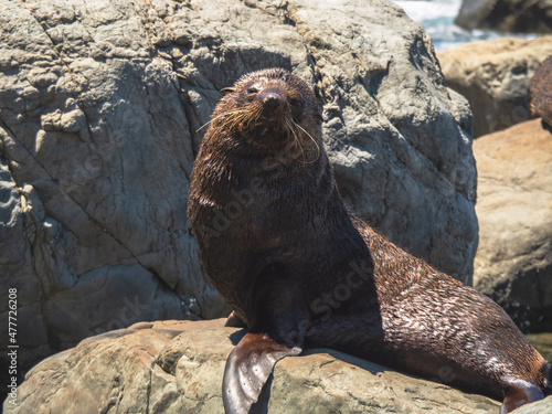 seal on rock photo