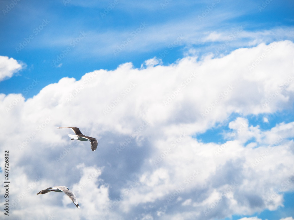 seagull in sky