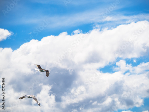 seagull in sky © Patrick