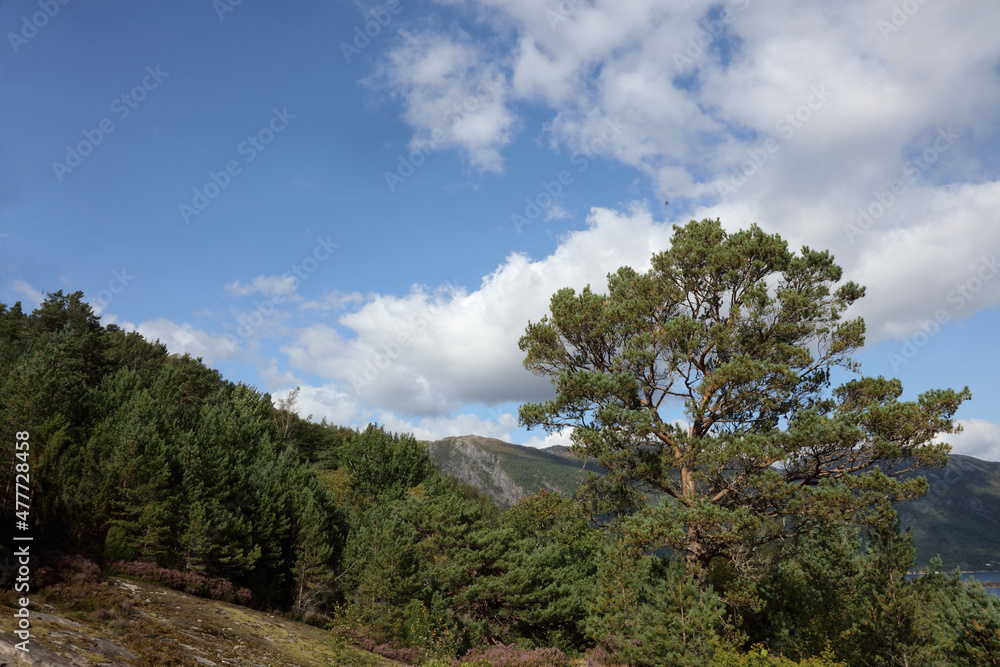 Norwegen - Landschaft bei Nordrevik und Vadheim / Norway - Landscape near Nordrevik and Vadheim / Norwegen - Landschaft bei Nordrevik und Vadheim / Norway - Landscape near Nordrevik and Vadheim /