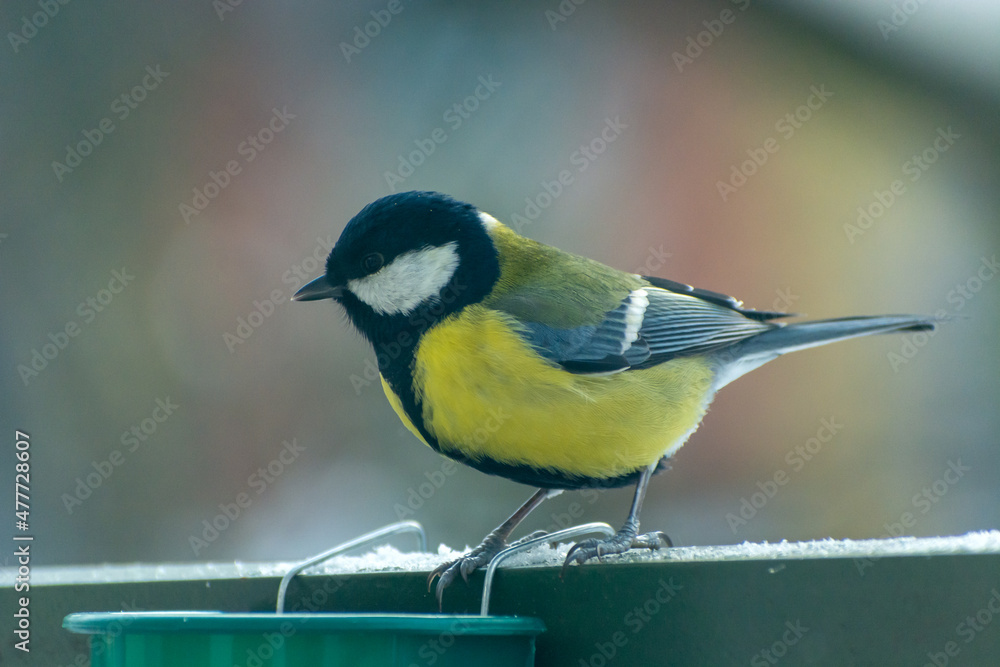 Fototapeta premium One tit bird next to the feed container