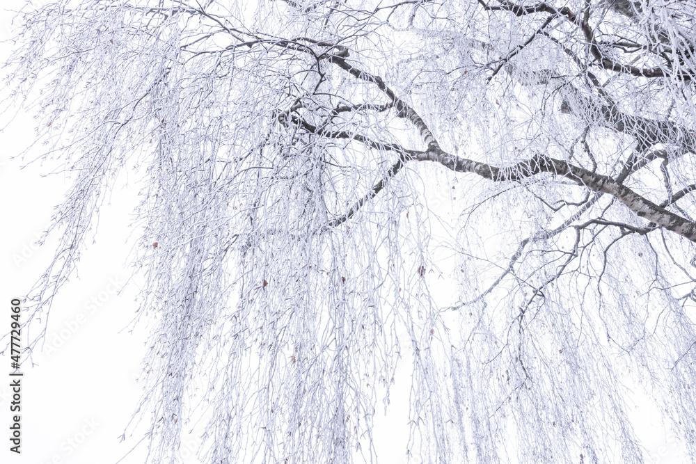 Fototapeta premium birkenast im winter mit reif
