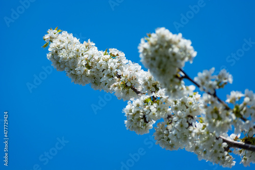 Branches with white flowers of the fruit tree