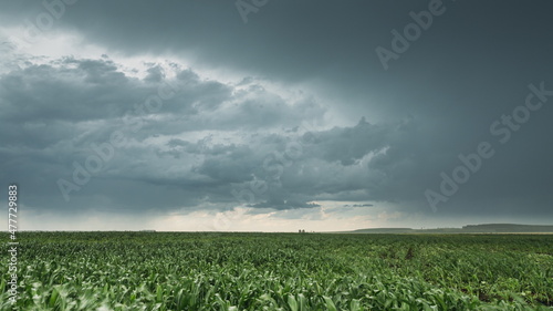 Rainy Sky With Rain Clouds On Horizon Above Rural Landscape Maize Field. Young Green Corn Plantation. Agricultural And Weather Forecast Concept. , Cornfield
