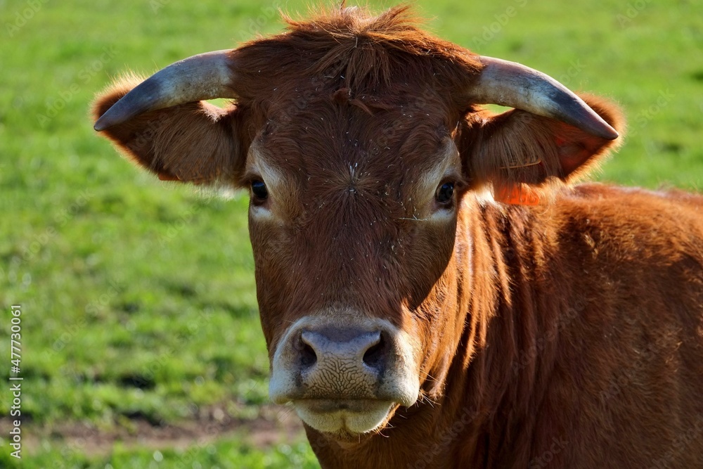 Fototapeta premium Portrait d' une vache dans un champ.