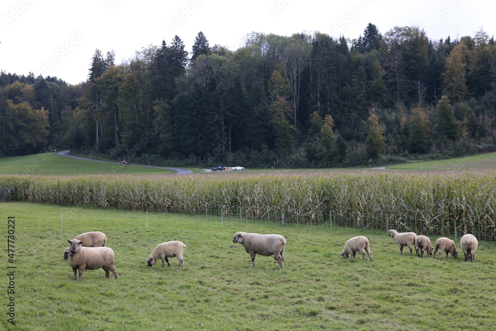 Fototapeta premium schafweide kirchberg