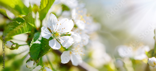 Fotografie, Obraz blurred cherry tree background in bloom