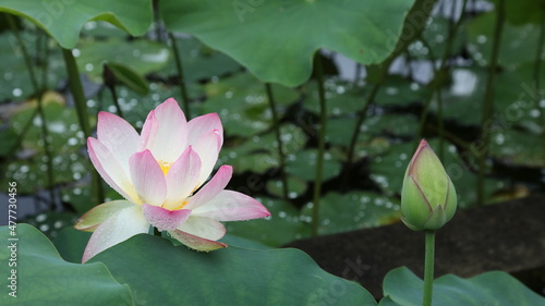 水草と花