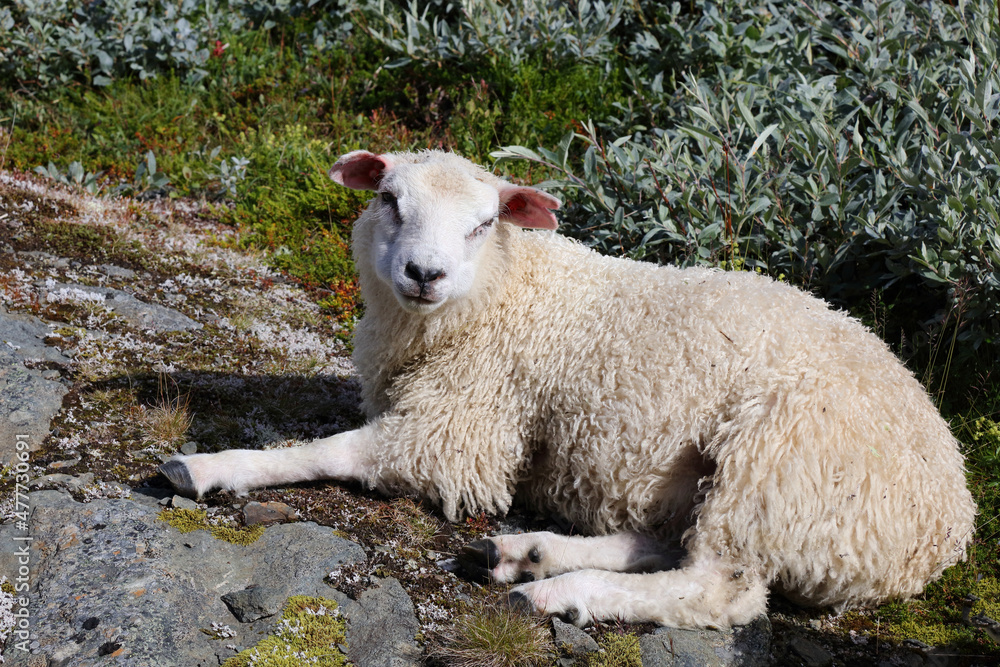 Fototapeta premium Schaf / Sheep / Ovis.