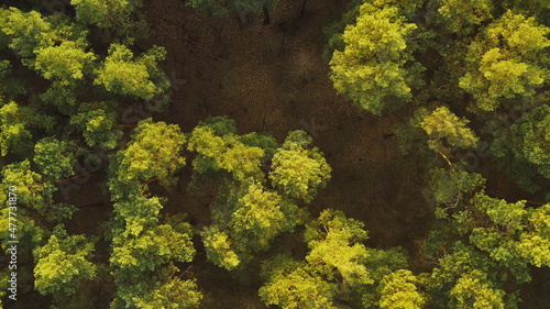 Drone Flight Above Spring Misty Green Pine Coniferous Forest. Aerial View Of Green Pine Coniferous Forest In Landscape During Sunset In Spring. Top View From Attitude. Sunshine Above Forest
