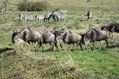 Gnu im Nationalpark Tsavo Ost, Tsavo West und Amboseli in Kenia photo