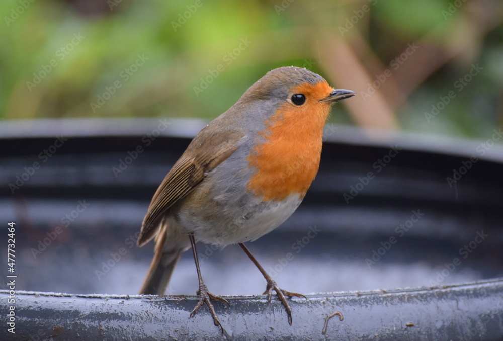 Robin bird in rain Robin bird in rain