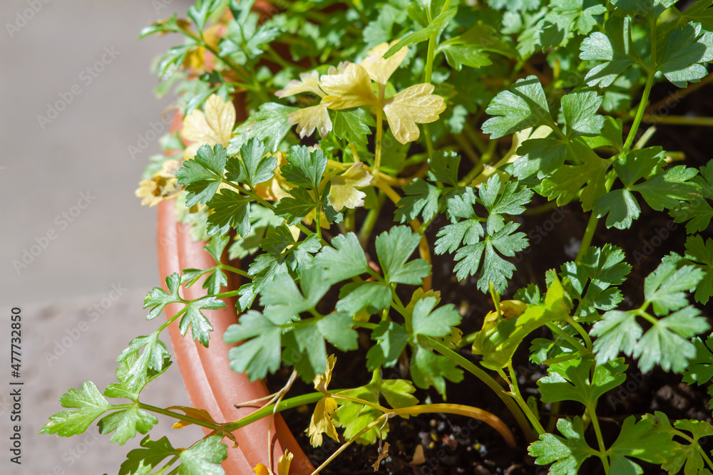 Foto de Sick house plants of Coriander plant It's showing sick with