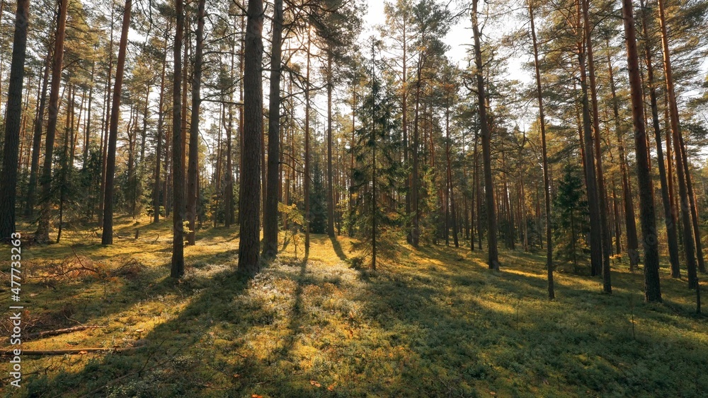 Beautiful Sunset Sun Sunshine In Sunny Summer Coniferous Forest. Sunlight Sunrays Shine Through Woods In Forest Landscape. , ,