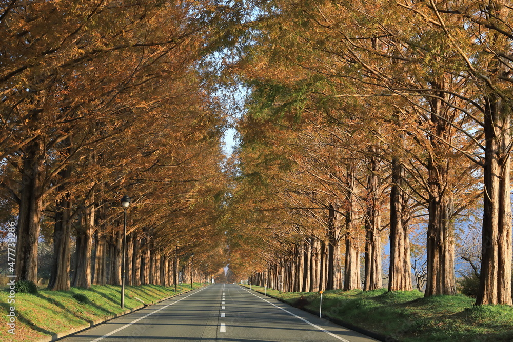 Obraz premium メタセコイヤ並木