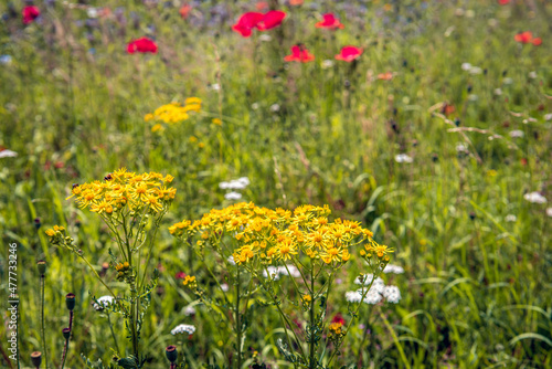 Closeup of yellow blooming common ragwort among other wild plants and flowers in a Dutch field margin to promote biodiversity. It is a sunny day in the spring season. © Ruud Morijn