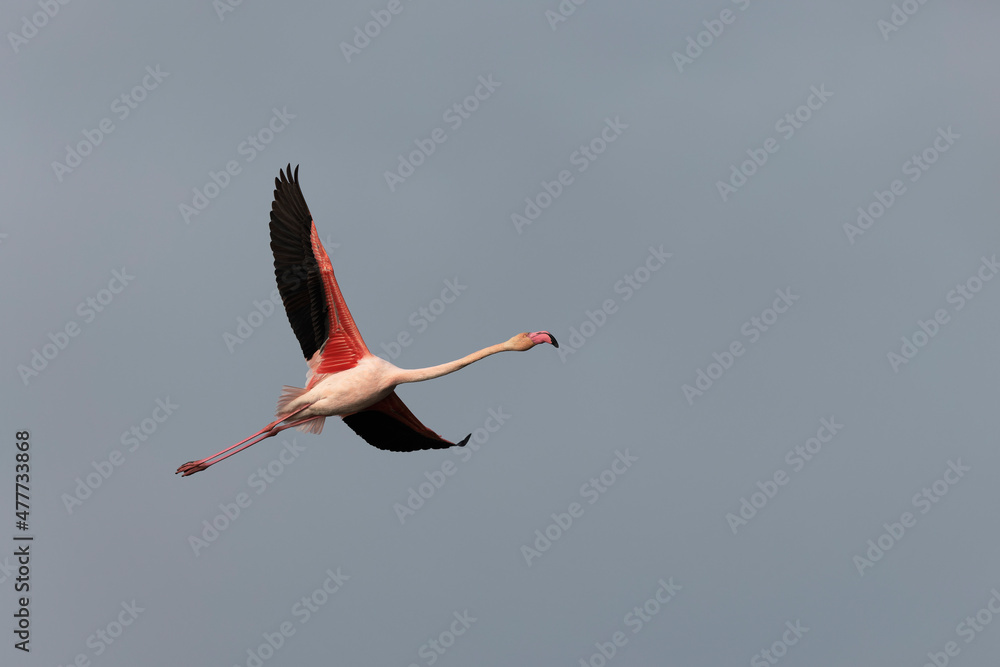 Obraz premium Greater Flamingo Phoenicopterus roseus from Camargue, southern France